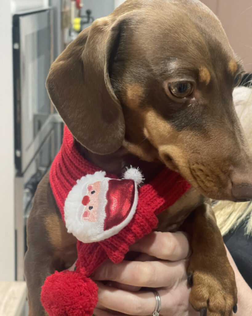 Intercall_Christmas_Office_Dog_2025