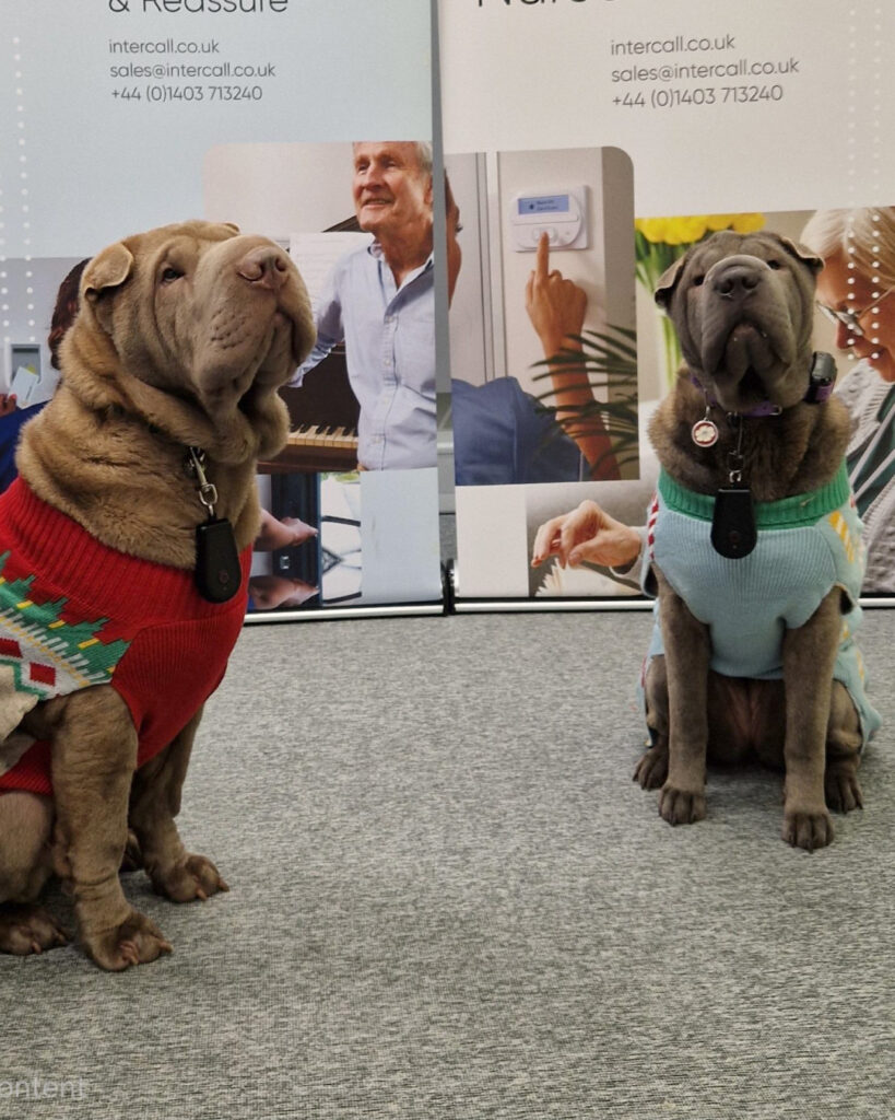 Intercall_Christmas_Office_Dog_2025